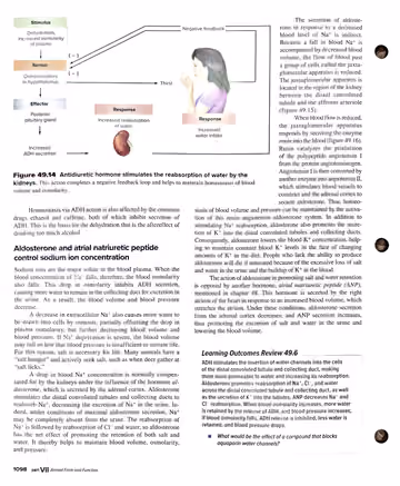 Textbook p. 1098: 49.6 Hormonal Control of Osmoregulatory Functions (ADH feedback loop; aldosterone/RAAS; ANP; Learning Outcomes Review)