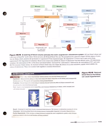 Textbook p. 1099: 49.6 Hormonal Control (Fig 49.15 full RAAS loop diagram; Fig 49.16 renal artery clamp study)
