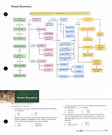 Textbook p. 1101: Visual Summary (concept map) + Review Questions, Understand 1-4