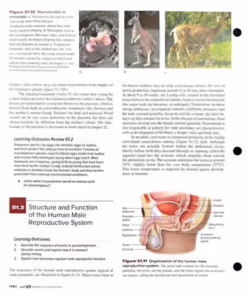 Textbook p. 1140: 51.2 Vertebrate Fertilization and Development (cont.) / 51.3 Structure and Function of the Human Male Reproductive System