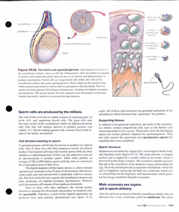 Textbook p. 1141: 51.3 Structure and Function of the Human Male Reproductive System