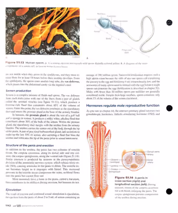 Textbook p. 1142: 51.3 Structure and Function of the Human Male Reproductive System