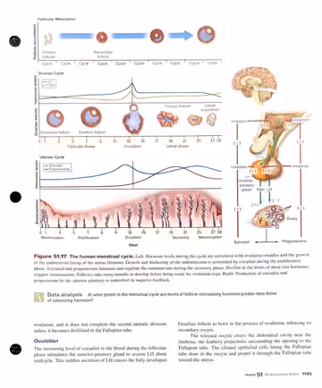 Textbook p. 1145: 51.4 Structure and Function of the Human Female Reproductive System (Fig 51.17)
