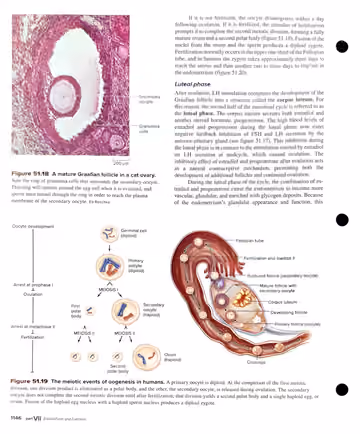 Textbook p. 1146: 51.4 Structure and Function of the Human Female Reproductive System (Fig 51.18, 51.19)