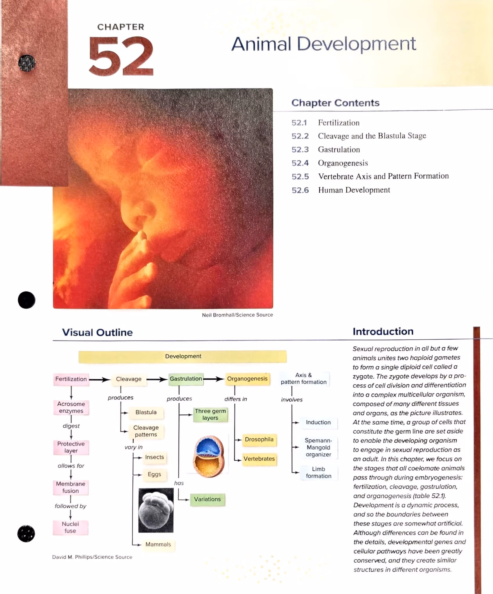 Textbook opener — Chapter 52 opener: Animal Development