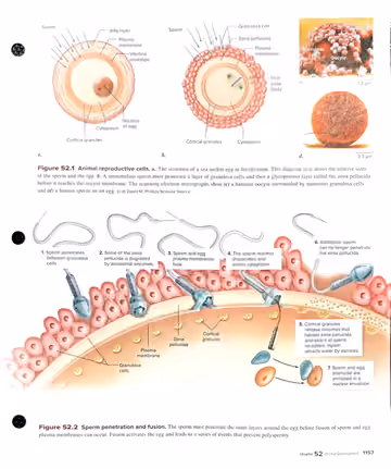 Textbook p. 1157: 52.1 Fertilization (cont.)
