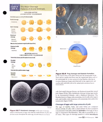 Textbook p. 1161: 52.2 Cleavage and the Blastula Stage