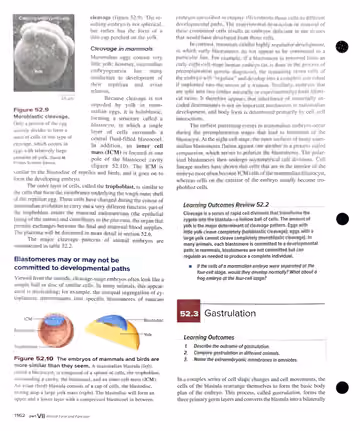Textbook p. 1162: 52.2 Cleavage and the Blastula Stage (cont.) + 52.3 Gastrulation intro