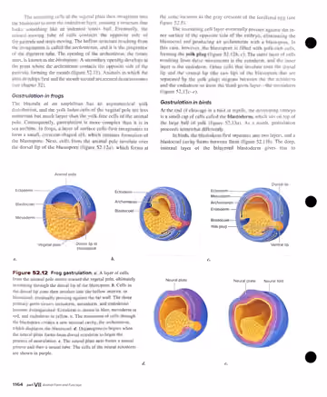 Textbook p. 1164: 52.3 Gastrulation (cont.): frogs and birds