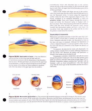 Textbook p. 1165: 52.3 Gastrulation (cont.): birds and mammals