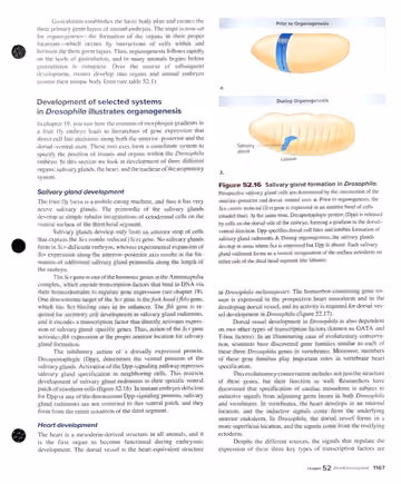Textbook p. 1167: 52.4 Organogenesis: Drosophila salivary gland and heart development