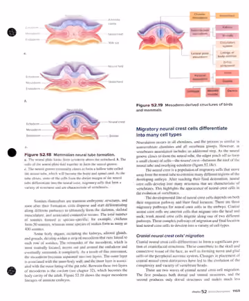 Textbook p. 1169: 52.4 Organogenesis: neural tube, neural crest, mesoderm derivatives