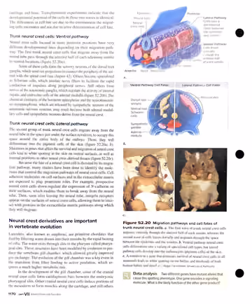 Textbook p. 1170: 52.4 Organogenesis (cont.): neural crest migration pathways
