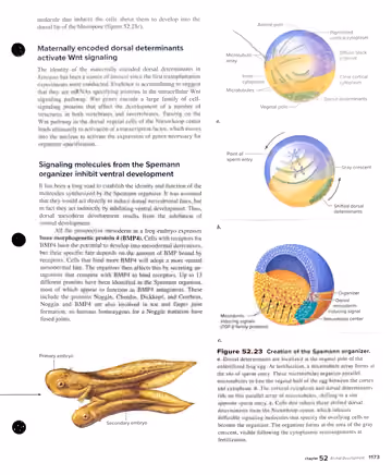 Textbook p. 1173: 52.5 Vertebrate Axis and Pattern Formation: origin and action of the organizer