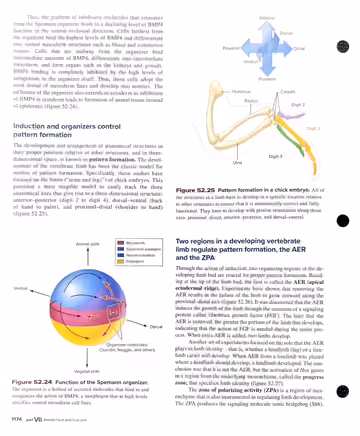 Textbook p. 1174: 52.5 Vertebrate Axis and Pattern Formation: organizer function, pattern formation, AER/ZPA intro