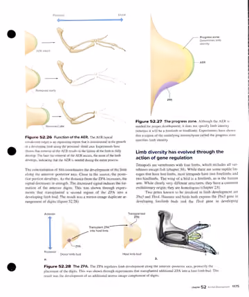 Textbook p. 1175: 52.5 Vertebrate Axis and Pattern Formation: AER, ZPA, limb diversity
