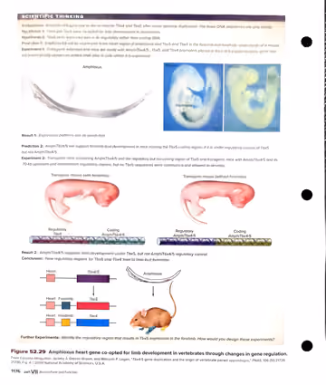 Textbook p. 1176: 52.5 Vertebrate Axis and Pattern Formation: limb formation, Scientific Thinking box