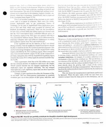 Textbook p. 1177: 52.5 Vertebrate Axis and Pattern Formation: Tbx5 evolution (cont.), primary vs secondary induction