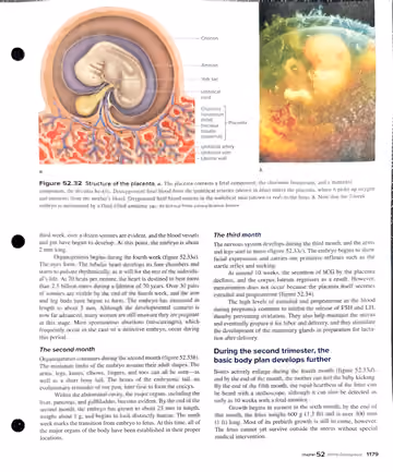 Textbook p. 1179: 52.6 Human Development: placenta, second and third months, second trimester