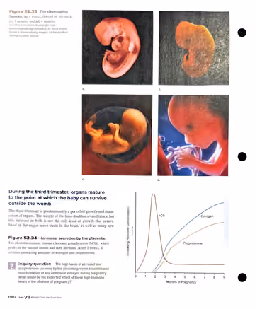 Textbook p. 1180: 52.6 Human Development: photo series + third trimester + hormone graph